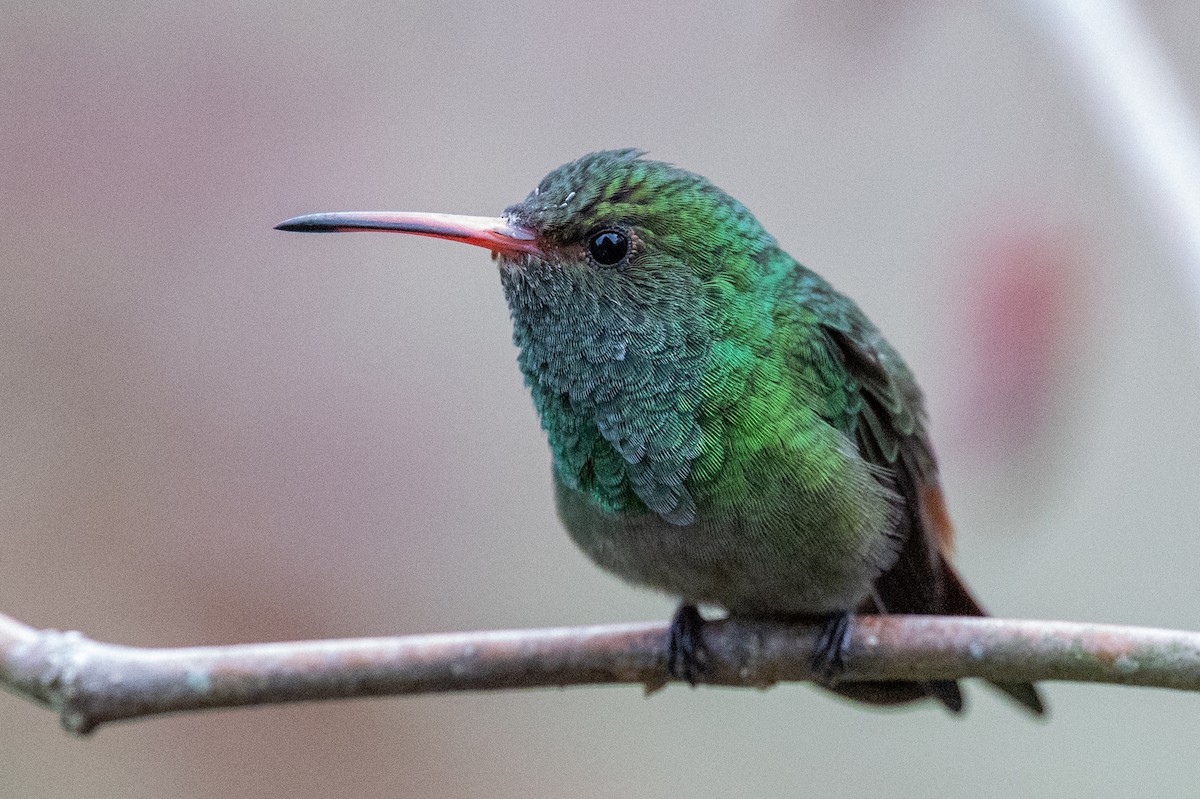 Rufous-tailed Hummingbird - ML616293349