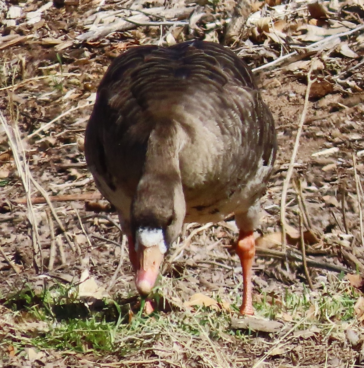 Greater White-fronted Goose - ML616293372