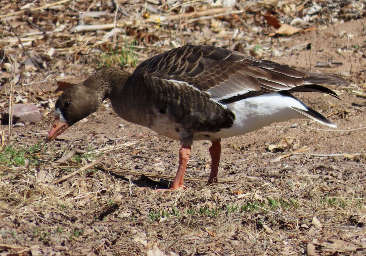 Greater White-fronted Goose - ML616293373