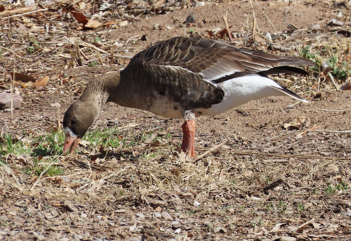 Greater White-fronted Goose - ML616293374