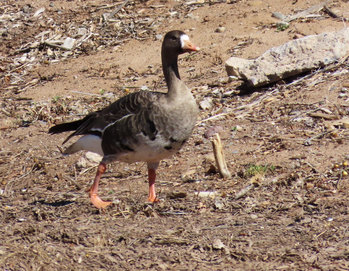 Greater White-fronted Goose - ML616293375