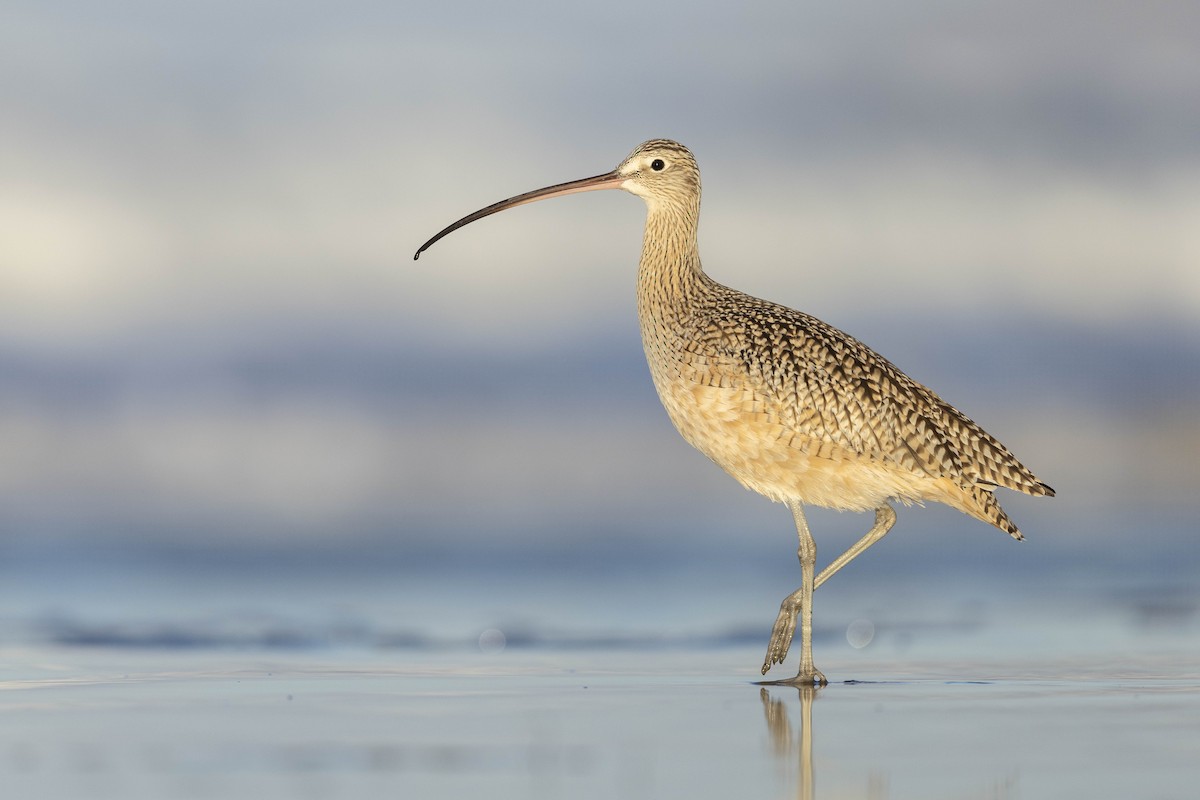 Long-billed Curlew - ML616293404