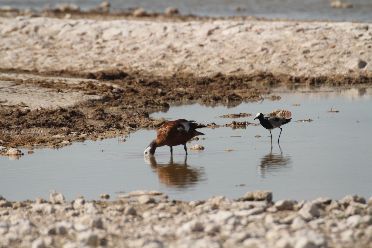 Blacksmith Lapwing - ML616293406