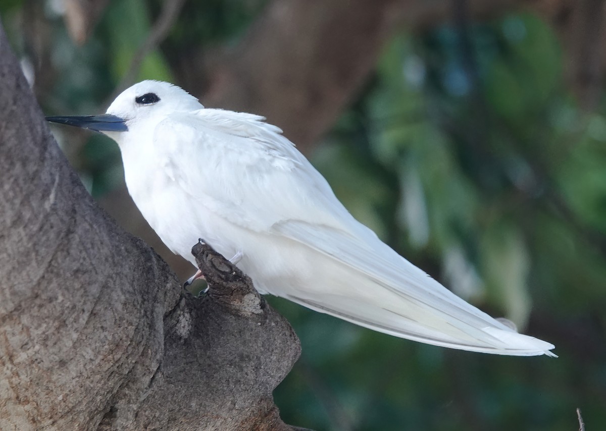 White Tern (Pacific) - Cat McGraw