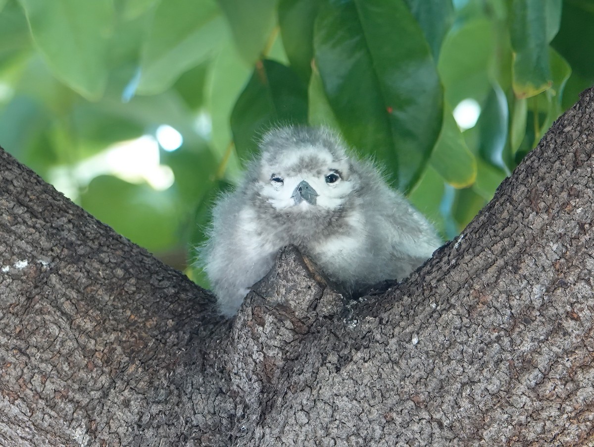 White Tern (Pacific) - Cat McGraw