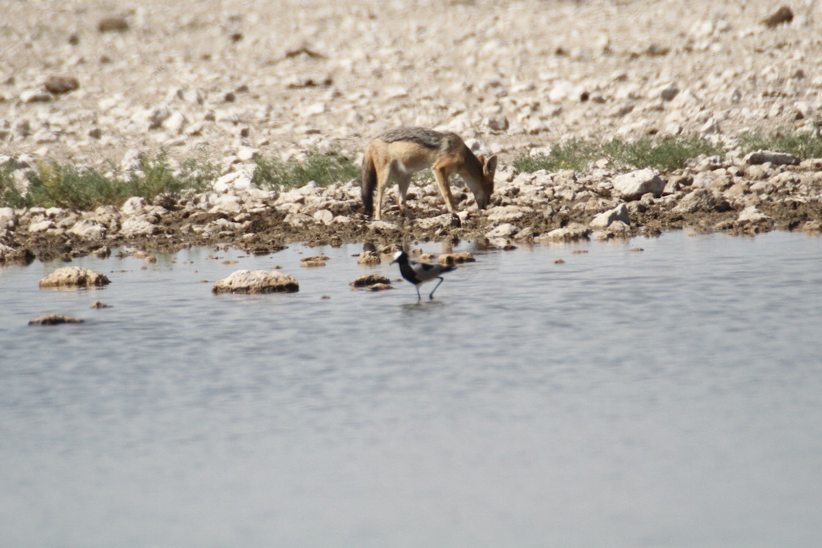 Blacksmith Lapwing - ML616293420