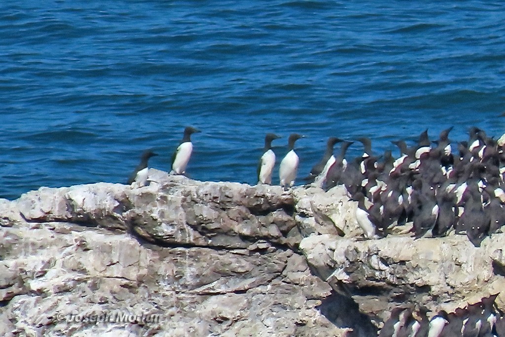 Common Murre - Joseph Morlan