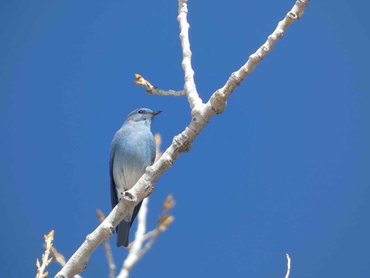 Mountain Bluebird - ML616293454