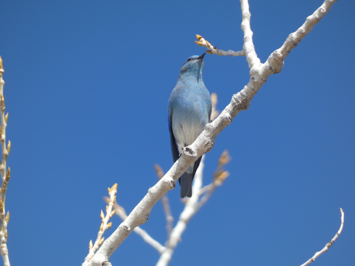 Mountain Bluebird - ML616293455