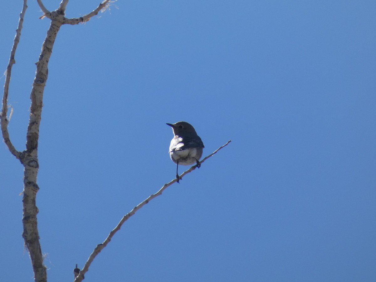 Mountain Bluebird - ML616293456