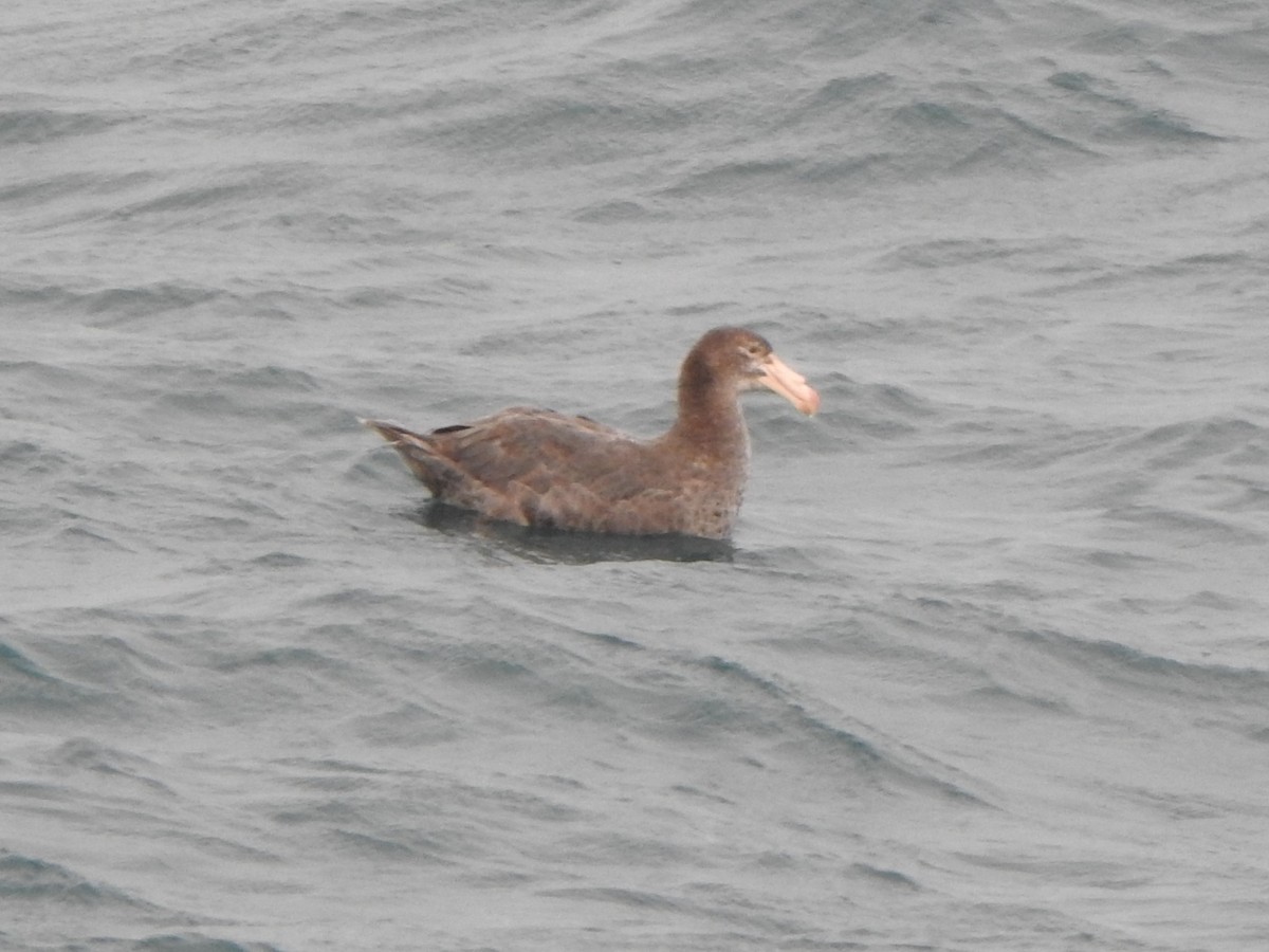 Northern Giant-Petrel - ML616293481