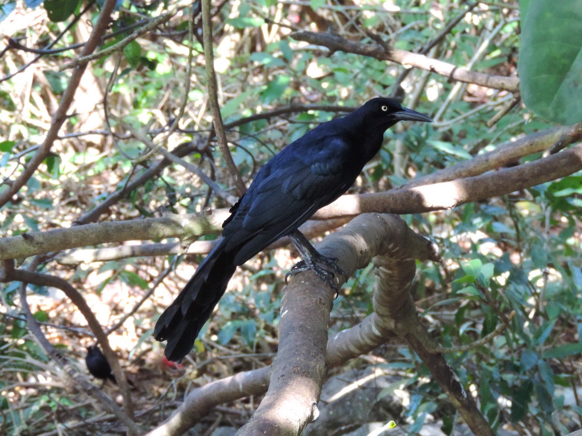 Great-tailed Grackle - ML616293495