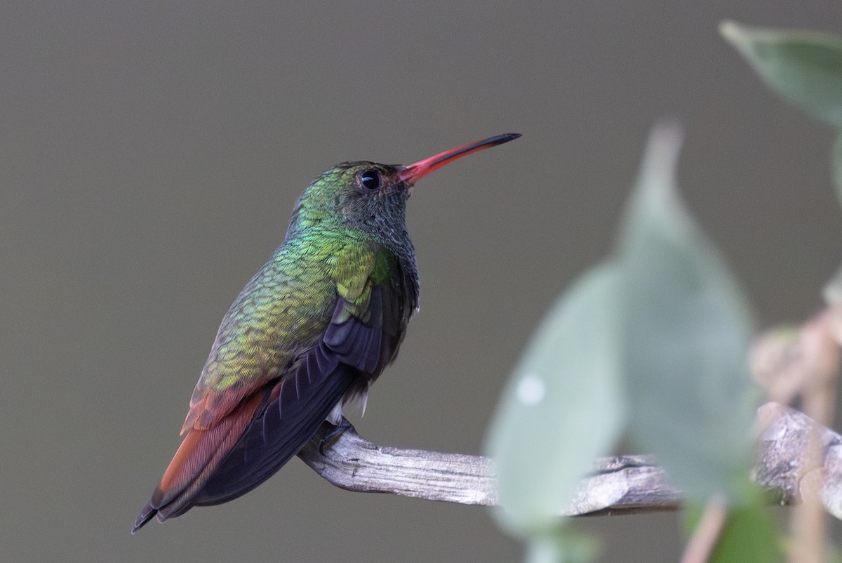 Rufous-tailed Hummingbird - ML616293498