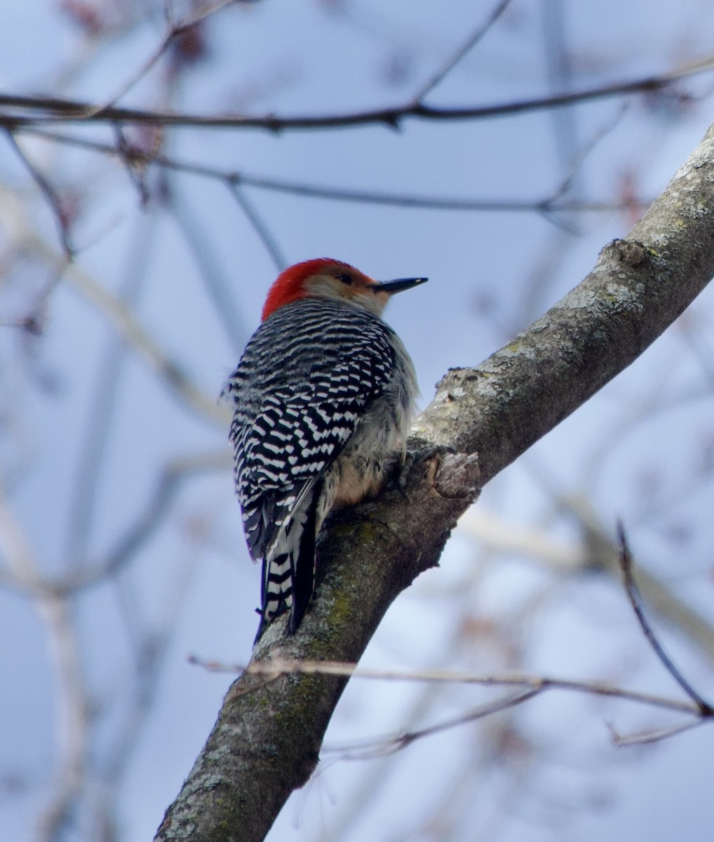 Red-bellied Woodpecker - ML616293501