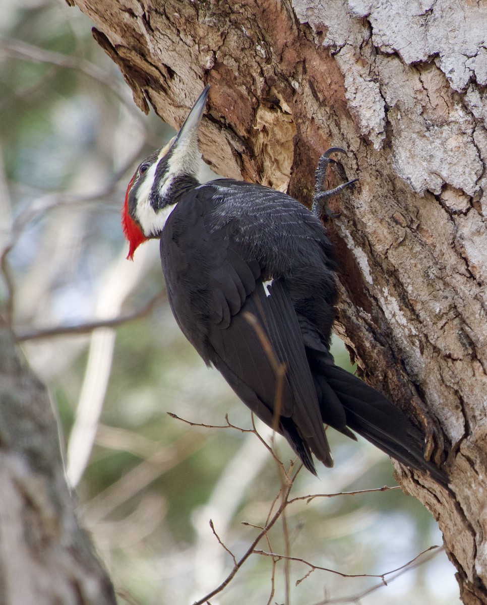 Pileated Woodpecker - Clem Nilan