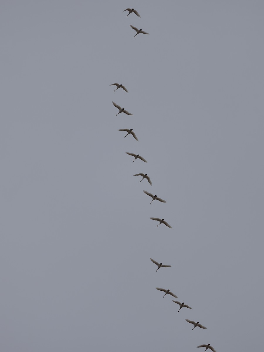 Tundra Swan - ML616293559