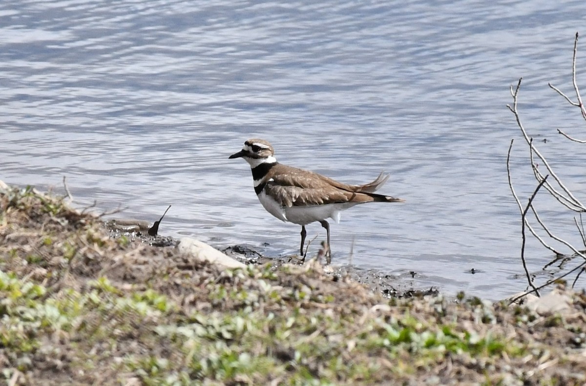 Killdeer - ML616293569