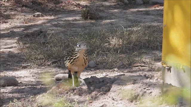 Lesser Roadrunner - ML616293592