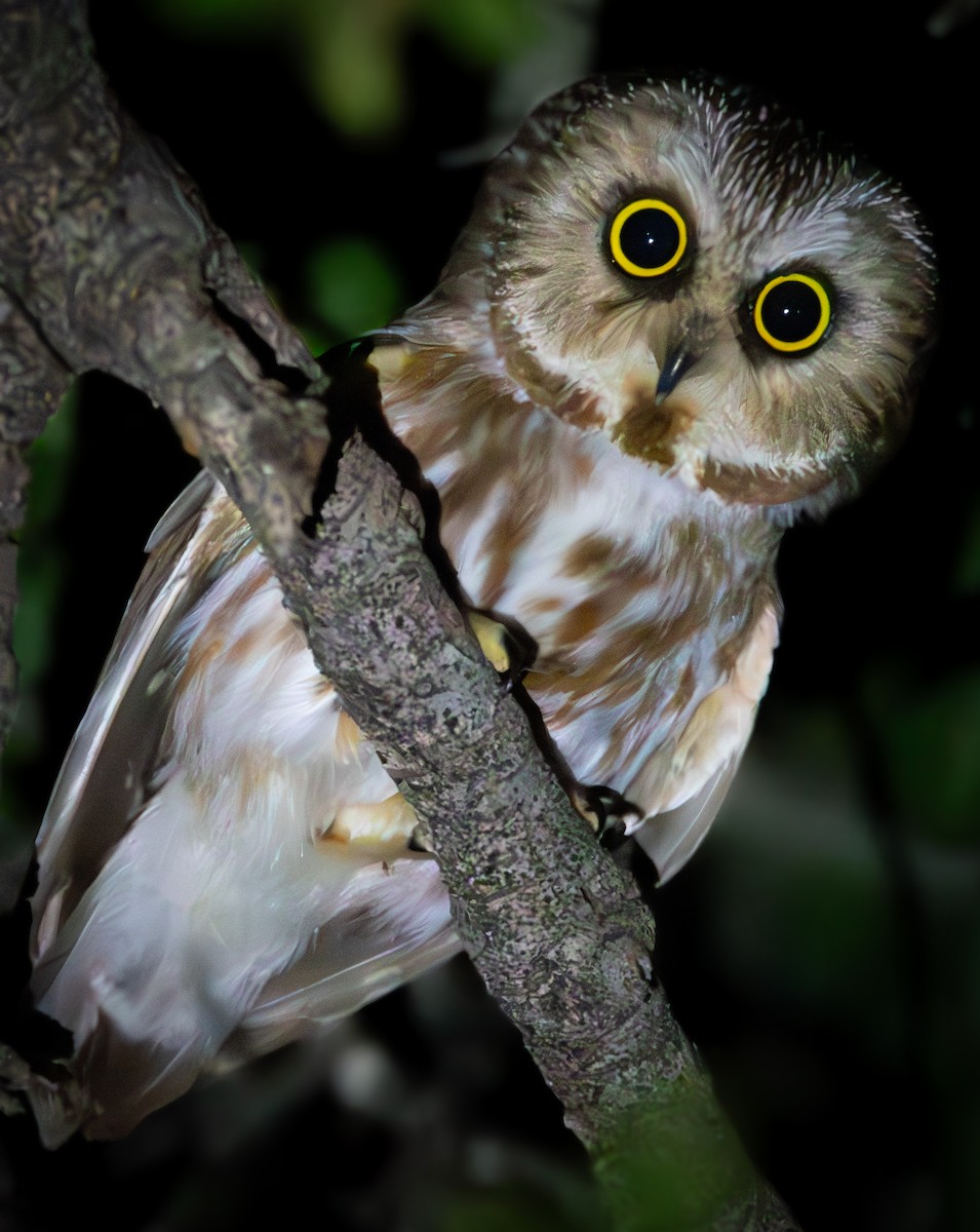 Northern Saw-whet Owl - ML616293613