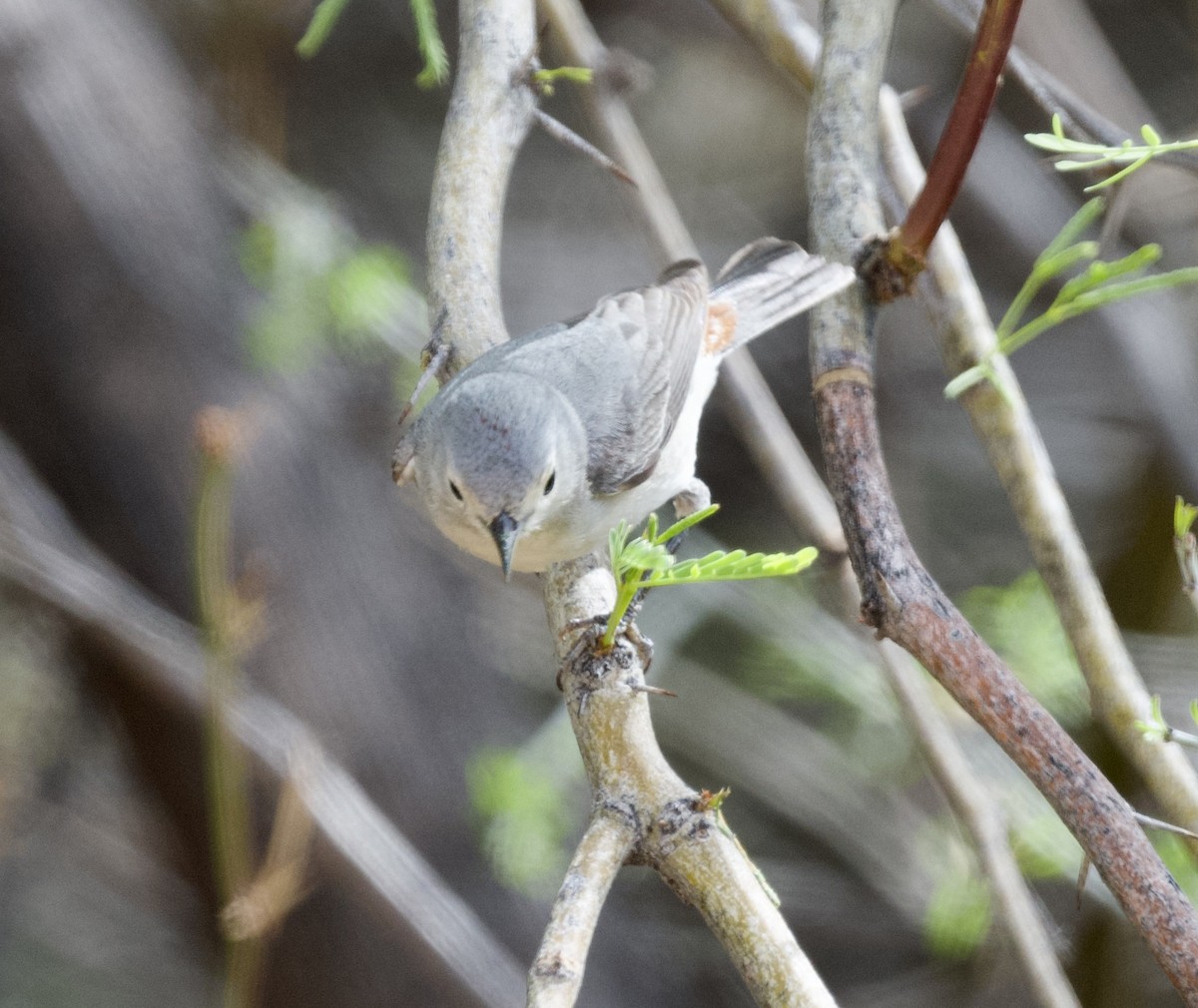 Lucy's Warbler - ML616293653