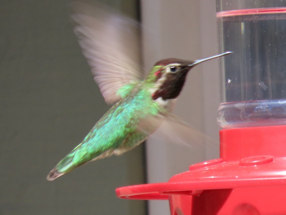 Anna's Hummingbird - D.T. Liggett