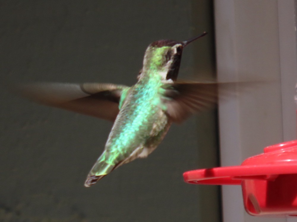 Anna's Hummingbird - ML616293660