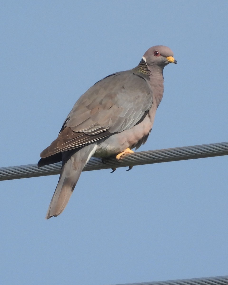 Band-tailed Pigeon - ML616293761