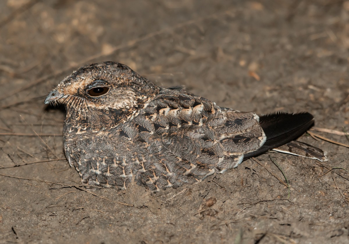 Sickle-winged Nightjar - ML616293763