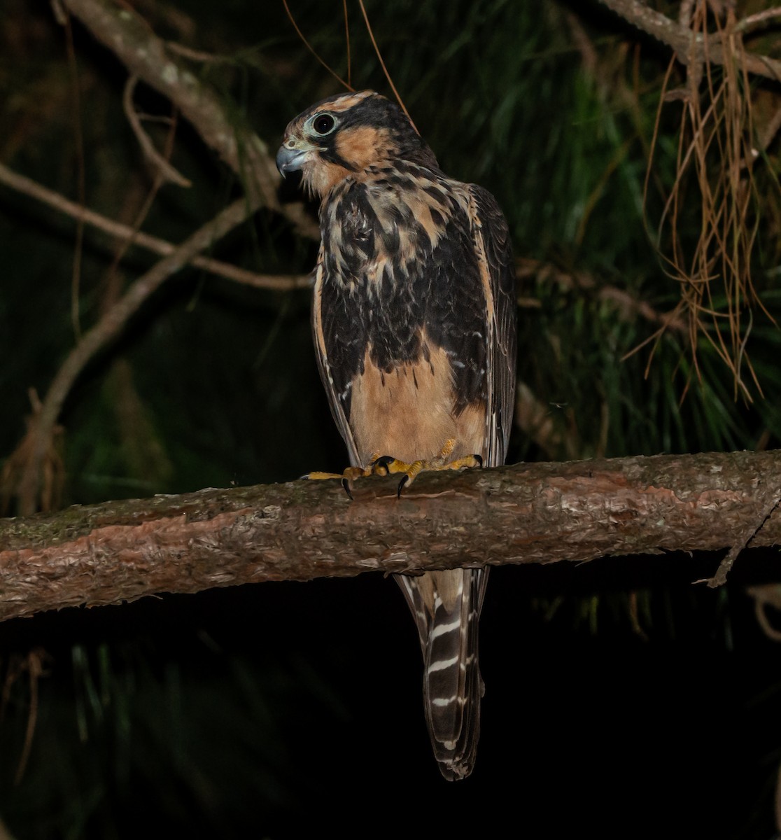 Aplomado Falcon - Lucas Gusso