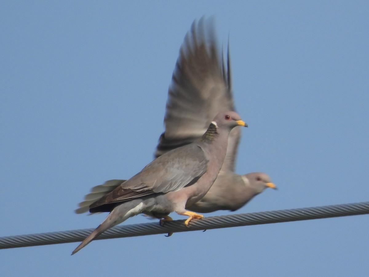Band-tailed Pigeon - ML616293780