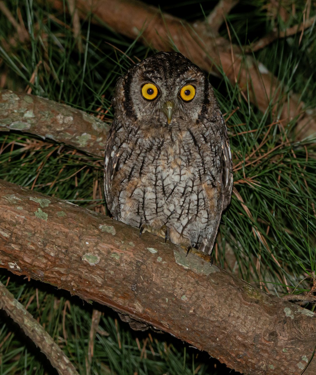 Tropical Screech-Owl - ML616293781