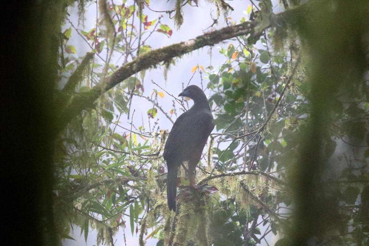 Sickle-winged Guan - ML616293805