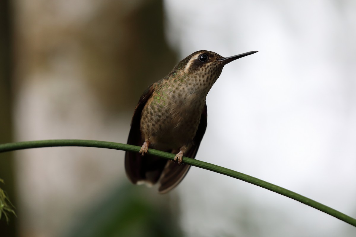 Speckled Hummingbird - Corné Pieterse