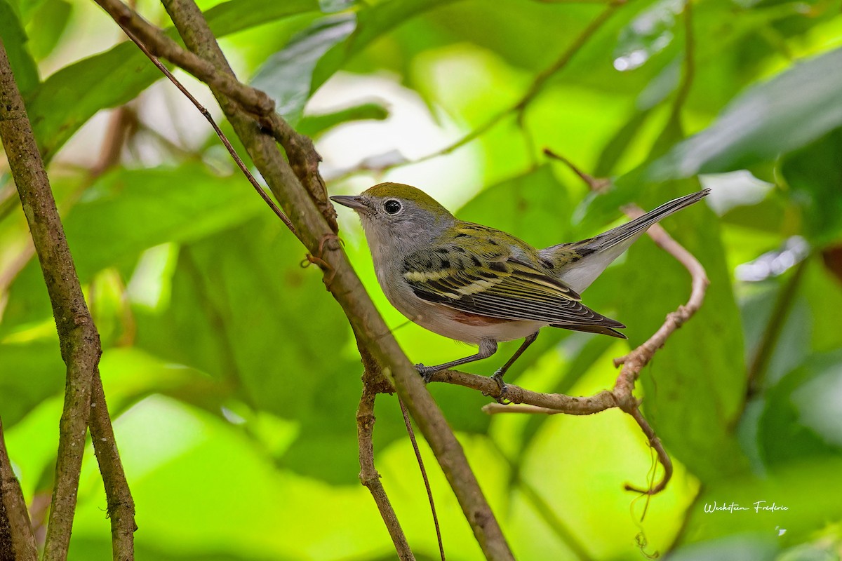 Chestnut-sided Warbler - Frédéric WECKSTEEN