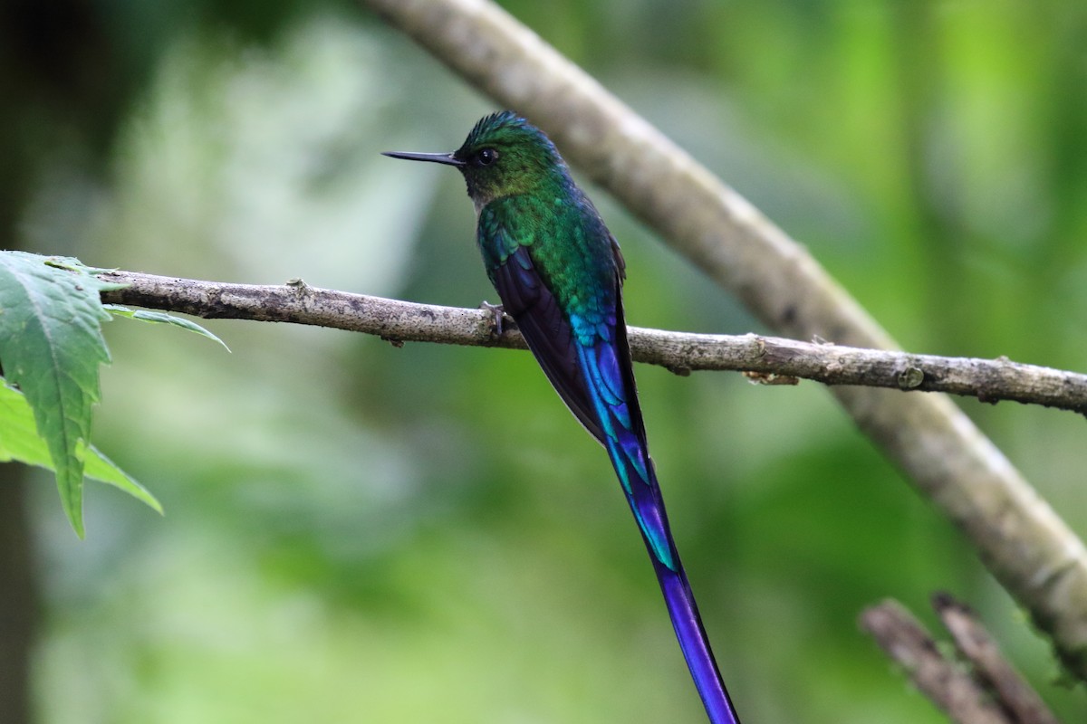 Violet-tailed Sylph - ML616293852