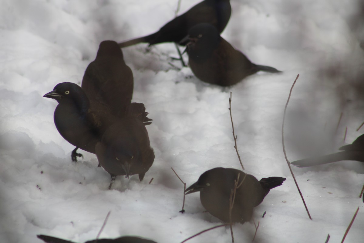 Common Grackle - Audrūnas Gricius