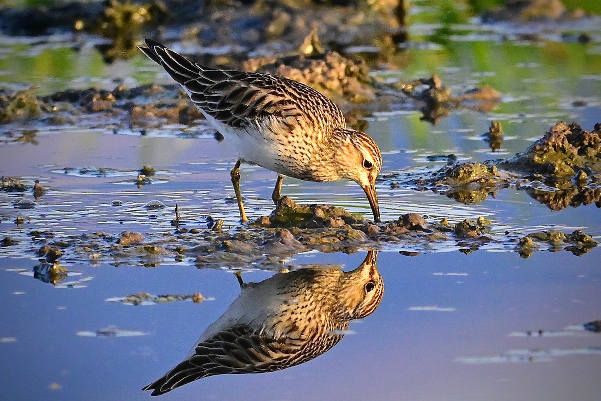 Pectoral Sandpiper - George McHenry