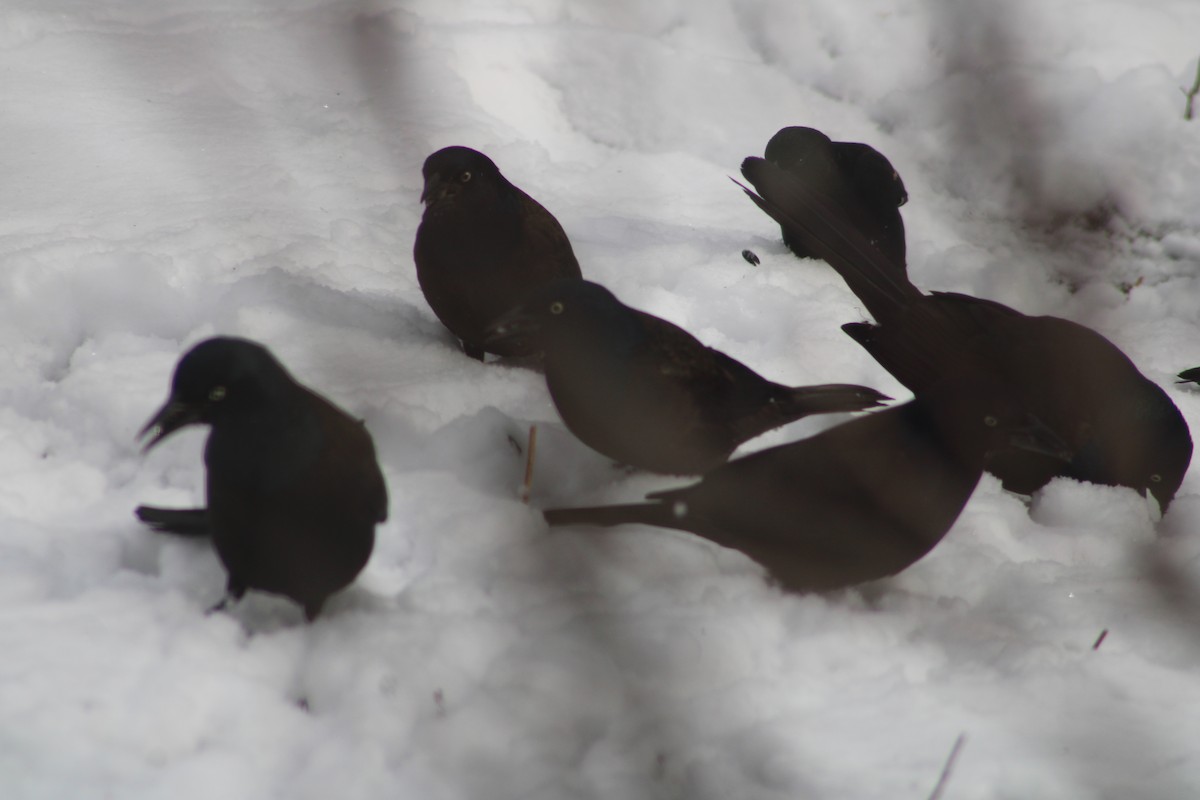 Common Grackle - Audrūnas Gricius