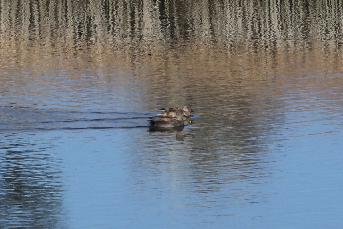 Gadwall - ML616293907