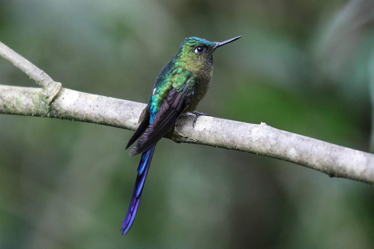 Violet-tailed Sylph - ML616293916