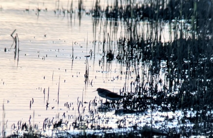 Green Sandpiper - Patrick Finch