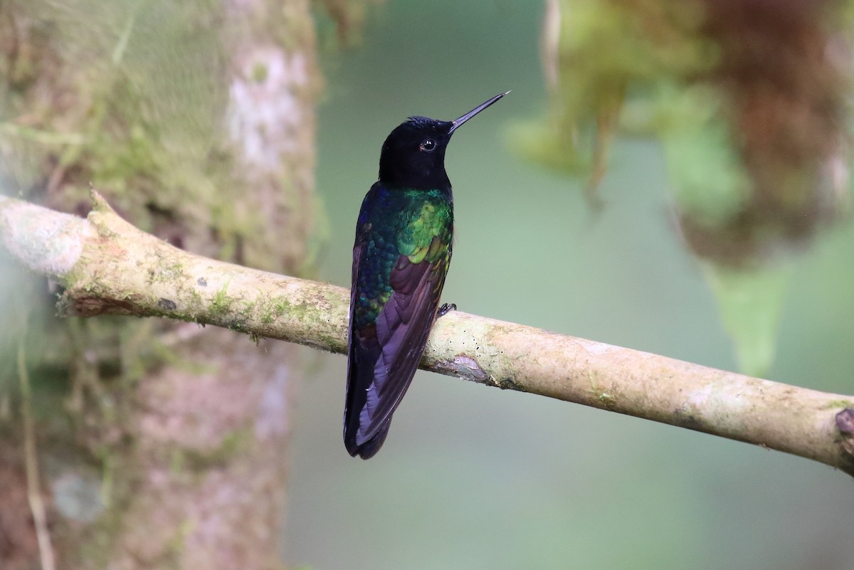kolibřík hyacintový - ML616293954