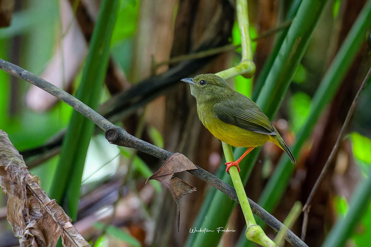 White-collared Manakin - Frédéric WECKSTEEN