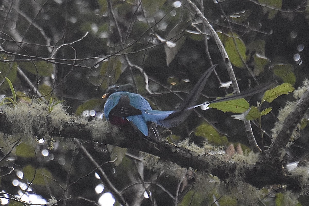 Resplendent Quetzal - ML616293979