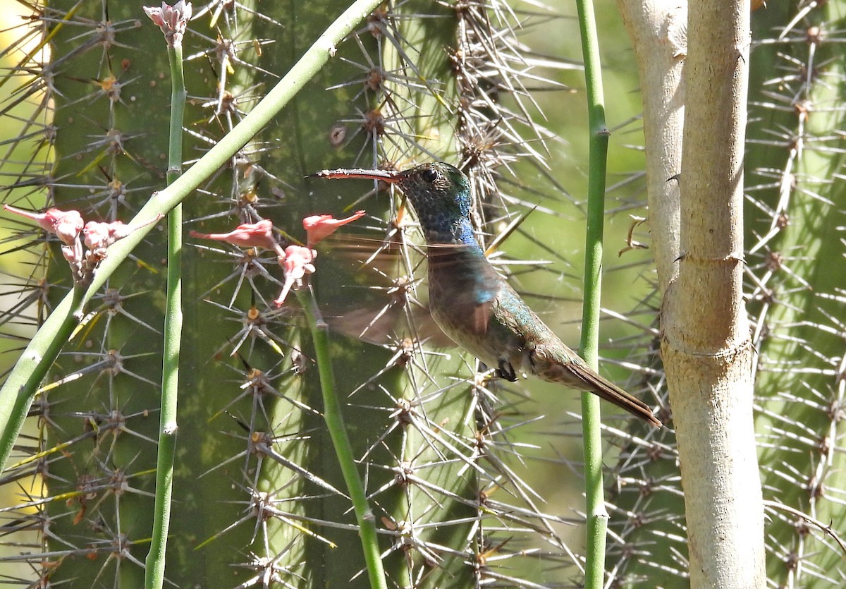 kolibřík honduraský - ML616293992