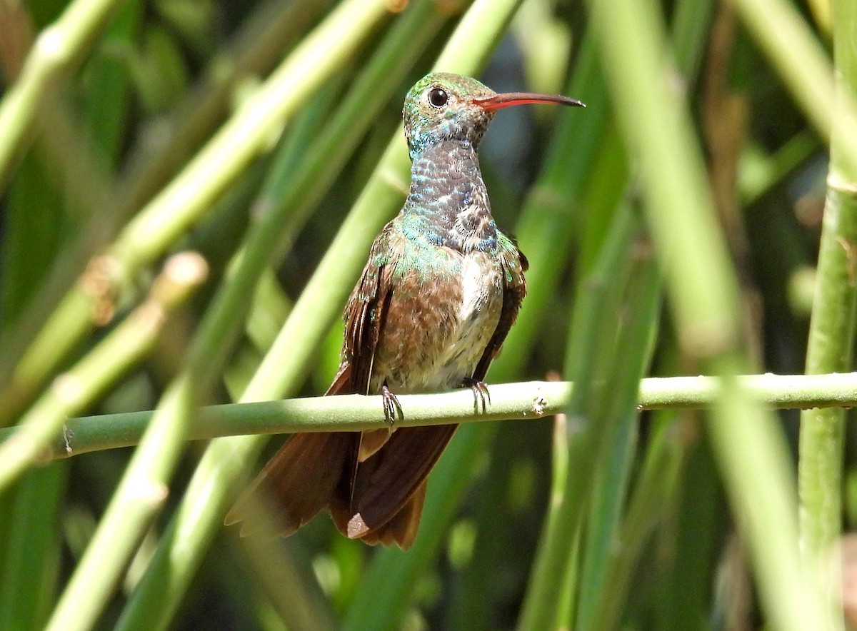 kolibřík honduraský - ML616294004