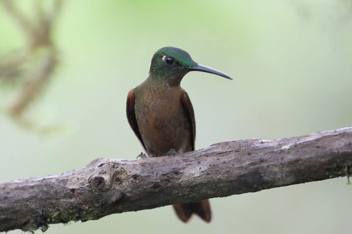 Fawn-breasted Brilliant - ML616294038