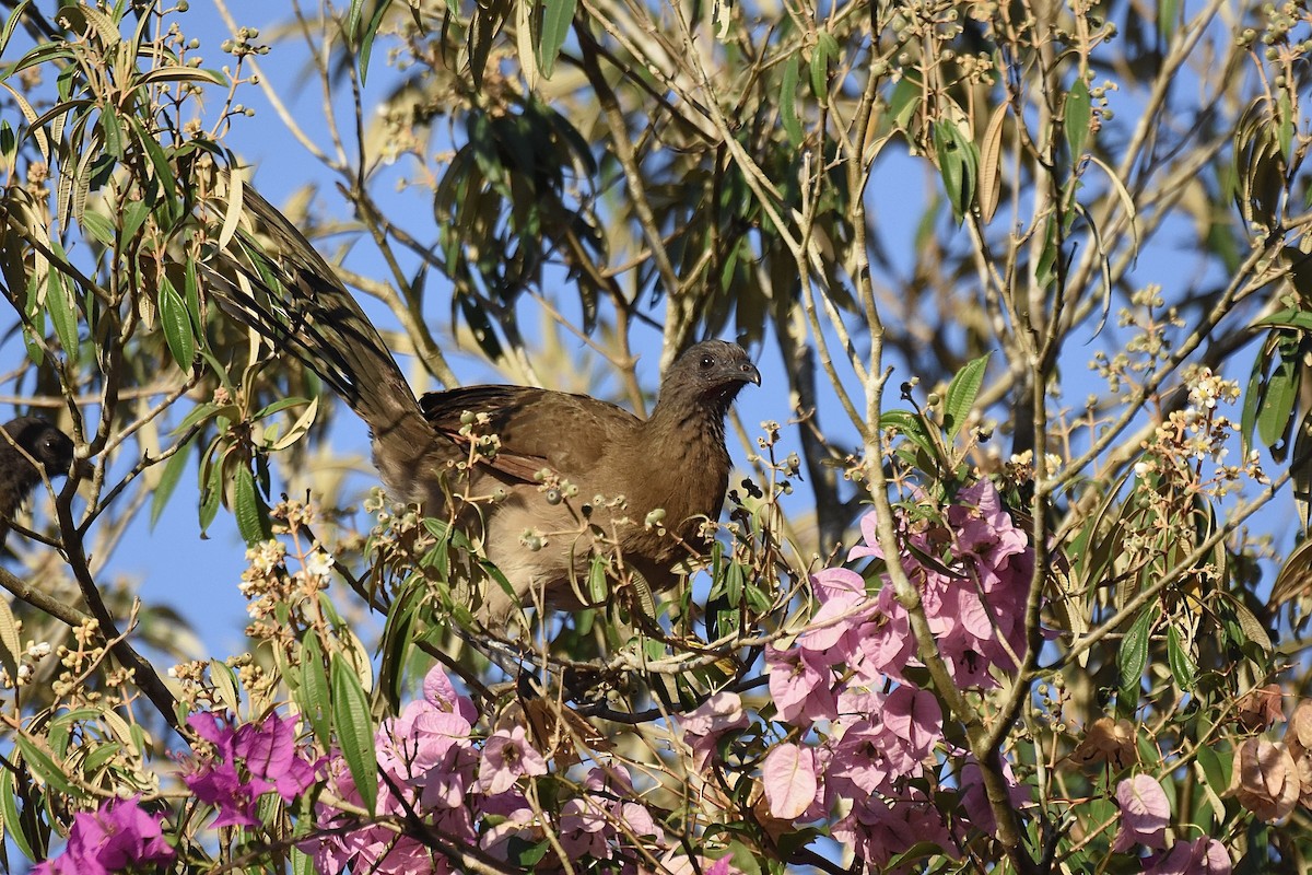 Gray-headed Chachalaca - ML616294042