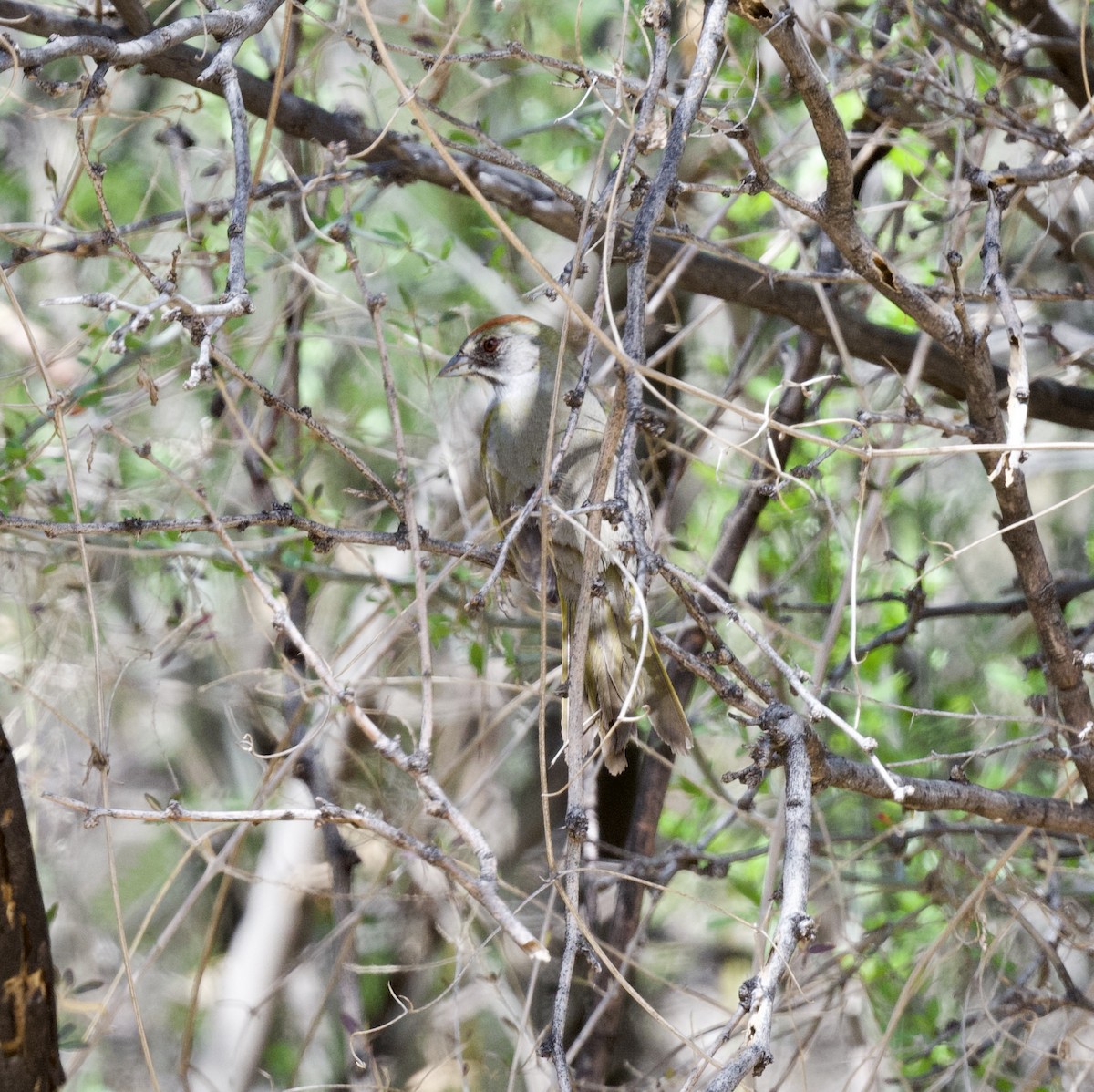 Green-tailed Towhee - ML616294046