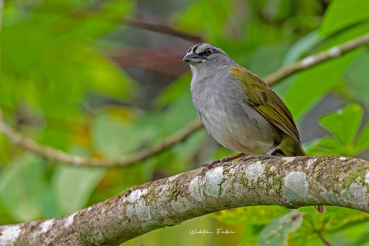 Black-striped Sparrow - Frédéric WECKSTEEN